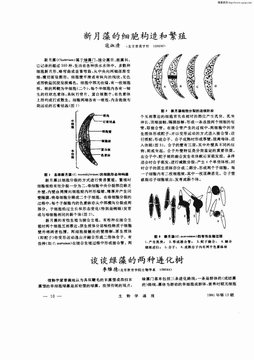 期刊新月藻的细胞构造和繁殖    正> 栅藻(scenedesmus)属于绿藻门