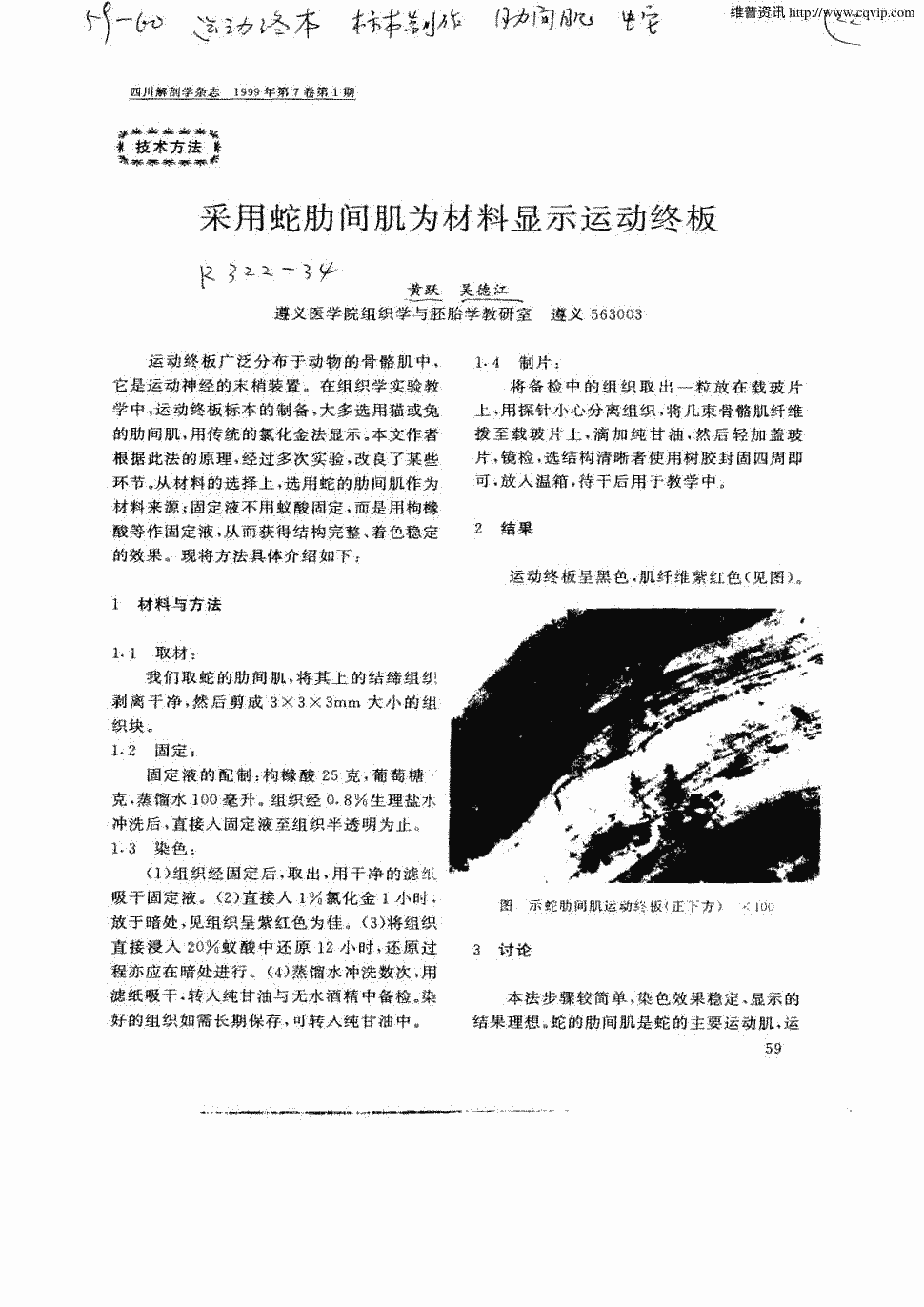 期刊采用蛇肋间肌为材料显示运动终板