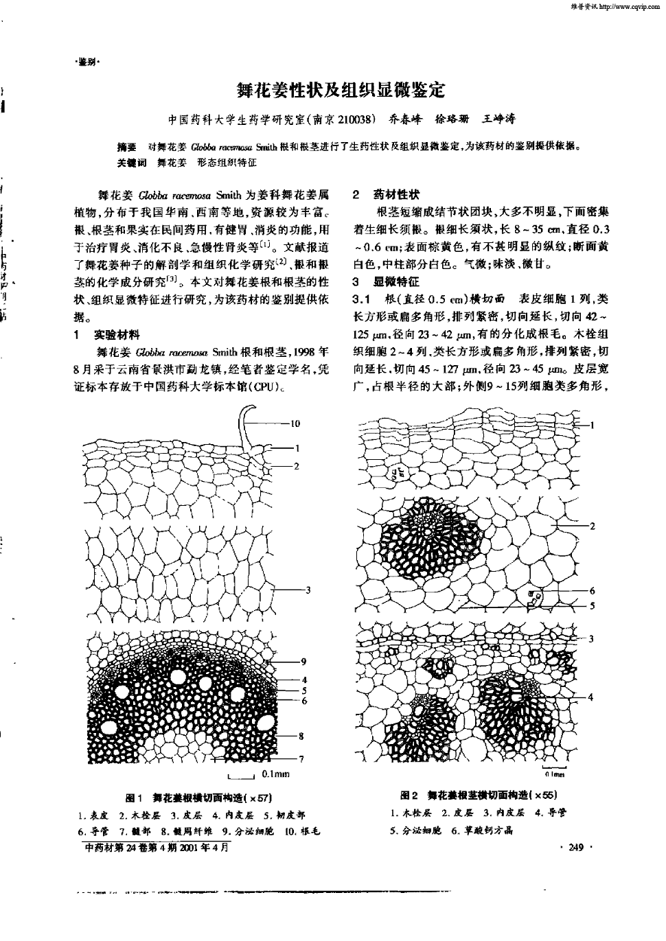 期刊舞花姜性状及组织显微鉴定被引量:2