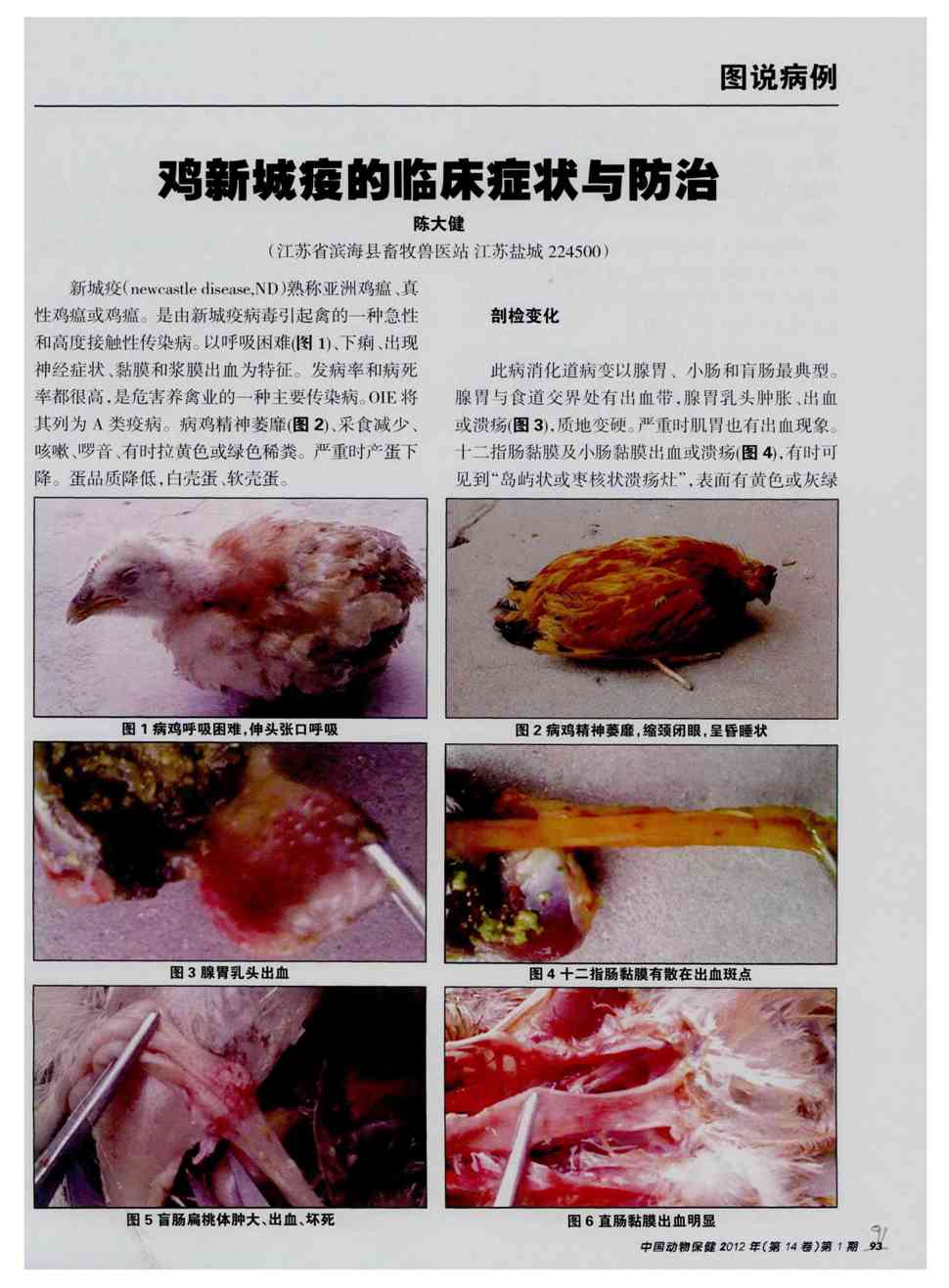 症状与防治被引量:2   新城疫(newcaslle disease,nd)熟称亚洲鸡瘟,真